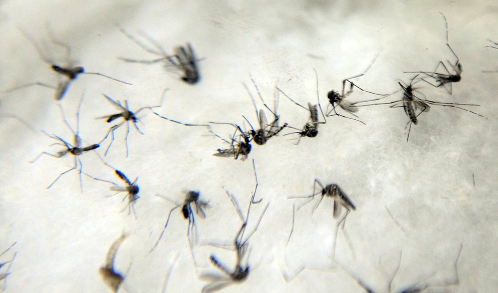 Mutirão de limpeza para combater a dengue será realizado em Colíder -  Prefeitura de Colíder